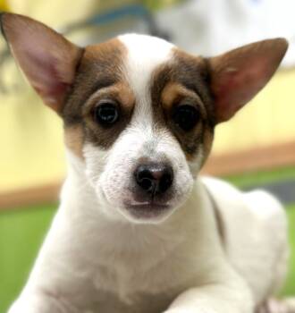 Australian Cattle Dog Blue Heeler Dogs Available for Adoption - Cloud | PetCurious