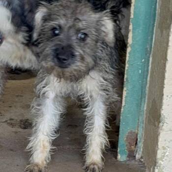 Hershey -  Terrier Dog for Adoption in Blue Springs, Missouri - Hershey | PetCurious
