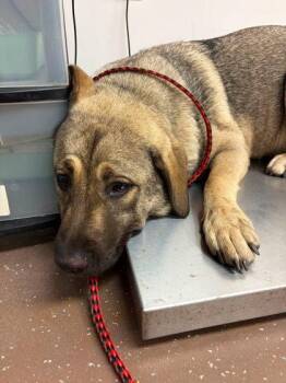 Katara -  Anatolian Shepherd and Mixed Breed Dog for Adoption in South Bend, Indiana - Katara | PetCurious
