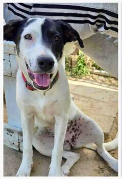 Rescue Pointer Dogs for Adoption in Gilmer, Texas - Lilo | PetCurious