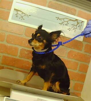 CHER -  Chihuahua and Mixed Breed Dog for Adoption in Houston, Texas - CHER | PetCurious