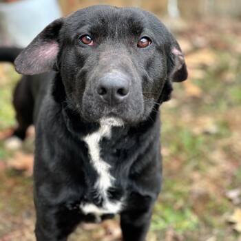 Rescue Labrador Retriever and Mixed Breed Dogs for Adoption in Mount Vernon, Indiana - Phoenix | PetCurious