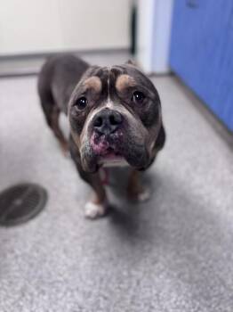 American Bulldog Dogs Available for Adoption - Muscle Man | PetCurious