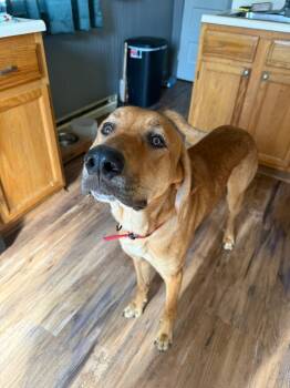 Hound Dogs Available for Adoption in Salamanca, New York - Bobby | PetCurious