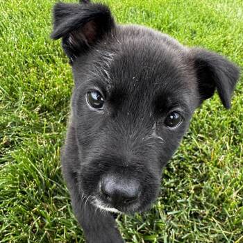 Wojapi -  Mixed Breed Dog for Adoption in Buffalo, Minnesota - Wojapi | PetCurious