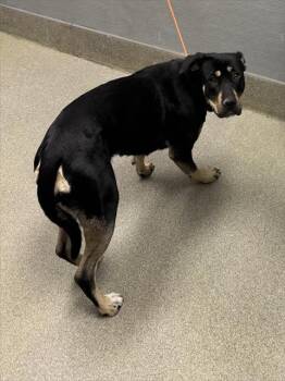 Rescue German Shepherd Dog and Mixed Breed Dogs for Adoption in Las Vegas, Nevada - URSULA | PetCurious