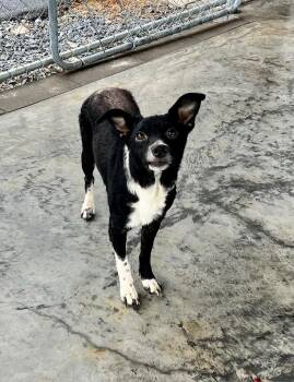 Rescue Border Collie Dogs for Adoption in Edinburg, Virginia - Bear | PetCurious