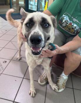Mamehas -  Anatolian Shepherd Dog for Adoption in Little Rock, Arkansas - Mamehas | PetCurious