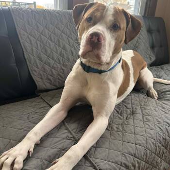 Rescue American Staffordshire Terrier Dogs for Adoption in Buffalo, New York - Tyson | PetCurious