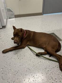 KISSY MISSY -  Cane Corso and Mixed Breed Dog for Adoption in Forney, Texas - KISSY MISSY | PetCurious