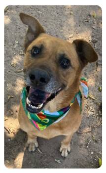 Rescue Mixed Breed Dogs for Adoption in Denison, Texas - Gizmo | PetCurious