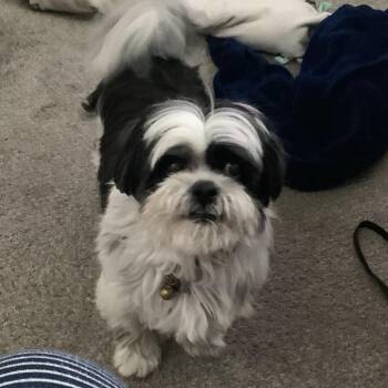 Bodie -  Shih Tzu Dog for Adoption in Corvallis, Oregon - Bodie | PetCurious