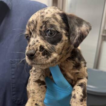 Jessie -  Mixed Breed Dog for Adoption in West Palm Beach, Florida - Jessie | PetCurious