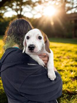 Libra -  Mixed Breed Dog for Adoption in Elmsford, New York - Libra | PetCurious