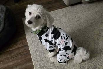 Mixed Breed Dogs Available for Adoption - Rhinestone Cowboy | PetCurious