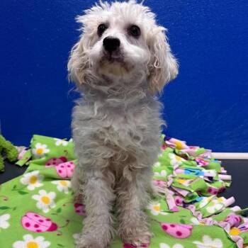 Fluff -  Maltese and Mixed Breed Dog for Adoption in Tacoma, Washington - Fluff | PetCurious