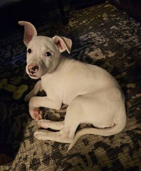 Labrador Retriever and Mixed Breed Dogs Available for Adoption in Severance, Colorado - Spike | PetCurious