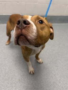 SYX -  Pit Bull Terrier Dog for Adoption in Indianapolis, Indiana - SYX | PetCurious