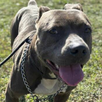 Rescue Terrier Dogs for Adoption in Hackett, Arkansas - Kingston | PetCurious