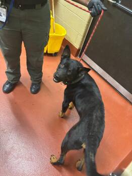 Mixed Breed Dogs Available for Adoption in Douglasville, Georgia - Coop | PetCurious