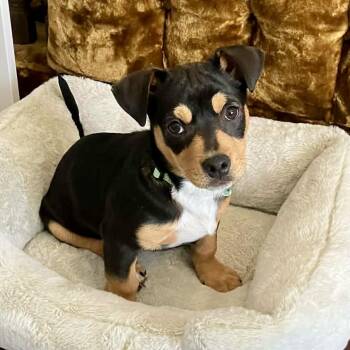 Dachshund Dogs Available for Adoption - Roy Kent | PetCurious