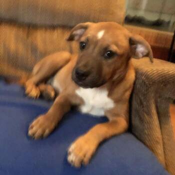 BETTY -  Labrador Retriever and Hound Dog for Adoption in Locust Fork, Alabama - BETTY | PetCurious
