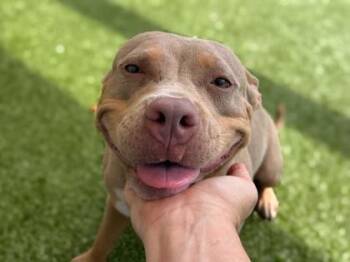 Blueberry Muffin -  American Bulldog and Mixed Breed Dog for Adoption in Gainesville, Florida - Blueberry Muffin | PetCurious