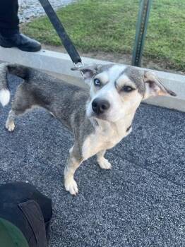 Sig -  Husky and Terrier Dog for Adoption in Georgetown, Ohio - Sig | PetCurious