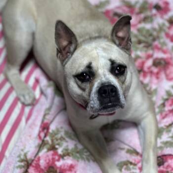Mixed Breed Dogs Available for Adoption in Newark, New Jersey - Chanel | PetCurious