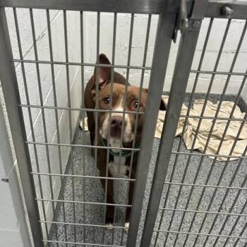 Rescue Mixed Breed Dogs for Adoption in Jeffersonville, Indiana - Brady | PetCurious