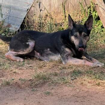 Mixed Breed Dogs Available for Adoption in Wando, South Carolina - Sephora | PetCurious