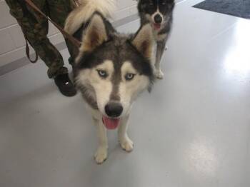 A389572 -  Siberian Husky Dog for Adoption in Ocala, Florida - A389572 | PetCurious
