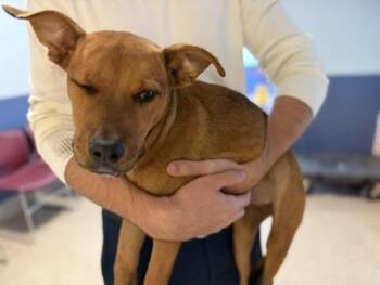 LILY -  Terrier and Mixed Breed Dog for Adoption in Doral, Florida - LILY | PetCurious