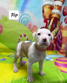 Boxer and Pit Bull Terrier Dogs Available for Adoption - Rip | PetCurious