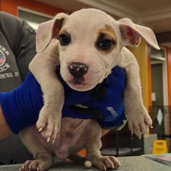 Rescue Pit Bull Terrier Dogs for Adoption in Westminster, California - WAGS-Stray-20230 | PetCurious