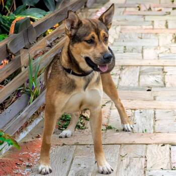 Siberian Husky and Mixed Breed Dogs Available for Adoption in St. Louis, Missouri - JOJO | PetCurious