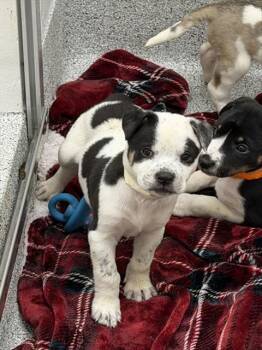 LILIKOI -  Pit Bull Terrier and Mixed Breed Dog for Adoption in Colorado Springs, Colorado - LILIKOI | PetCurious