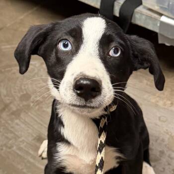 Australian Shepherd Dogs Available for Adoption in Yuma, Arizona - Melanie | PetCurious