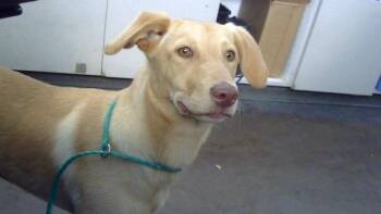 MISSY -  Mixed Breed Dog for Adoption in Dallas, Texas - MISSY | PetCurious