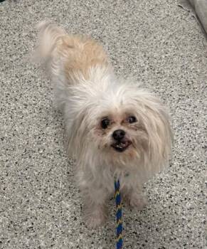 Warhol -  Mixed Breed Dog for Adoption in Kansas City, Missouri - Warhol | PetCurious