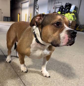 Mack -  Pit Bull Terrier Dog for Adoption in Hoffman Estates, Illinois - Mack | PetCurious