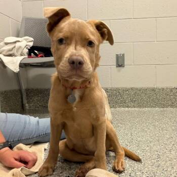 Penny -  Mixed Breed Dog for Adoption in Dearborn, Michigan - Penny | PetCurious