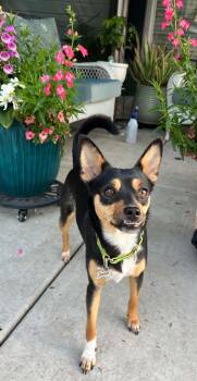 Snickers -  Chihuahua Dog for Adoption in Lincoln, California - Snickers | PetCurious