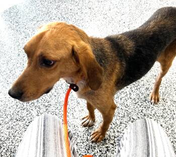 Black And Tan Coonhound Dogs Available for Adoption in Lexington, Massachusetts - Kentucky | PetCurious