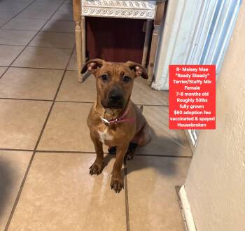R- Maisey Mae -  Staffordshire Bull Terrier Dog for Adoption in Oviedo, Florida - R- Maisey Mae | PetCurious