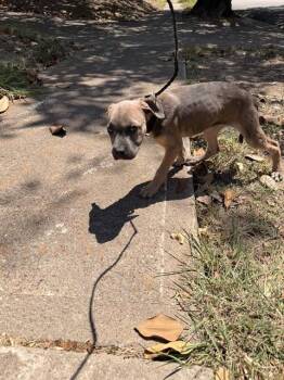 BELL -  Mixed Breed Dog for Adoption in Dallas, Texas - BELL | PetCurious