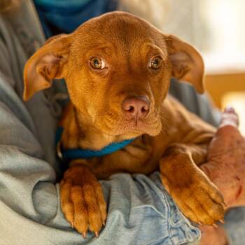 Hazy -  Mixed Breed Dog for Adoption in Decatur, Georgia - Hazy | PetCurious