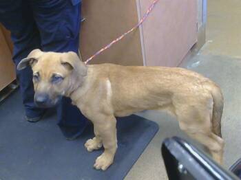 LAREDO -  Mastiff and Mixed Breed Dog for Adoption in Sacramento, California - LAREDO | PetCurious