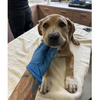 Laurie -  American Bulldog and Mixed Breed Dog for Adoption in Tampa, Florida - Laurie | PetCurious
