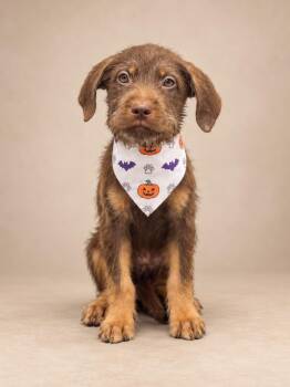 chocco -  Poodle and Bulldog Dog for Adoption in Miami, Florida - Chocco | PetCurious
